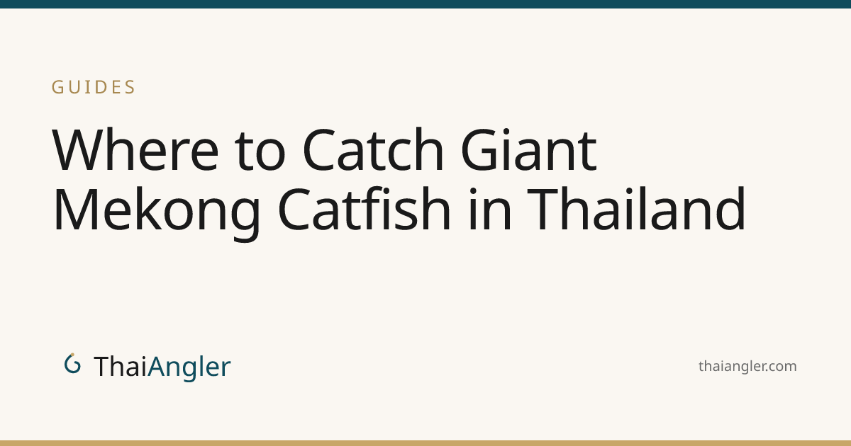 Where to Catch Giant Mekong Catfish in Thailand · ThaiAngler
