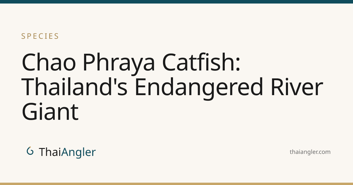 Chao Phraya Catfish: Thailand's Endangered River Giant · ThaiAngler