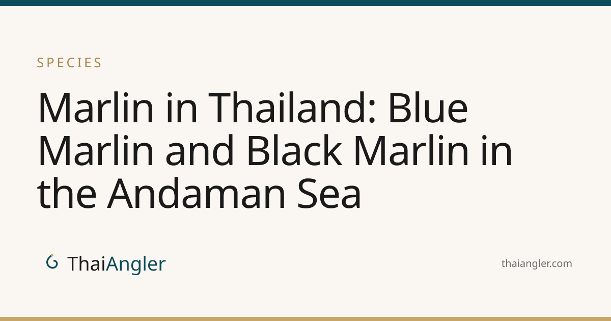 Marlin in Thailand: Blue Marlin and Black Marlin in the Andaman Sea ...