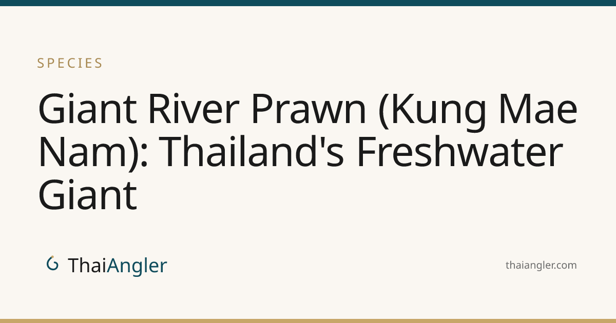 Giant River Prawn (Kung Mae Nam): Thailand's Freshwater Giant · ThaiAngler